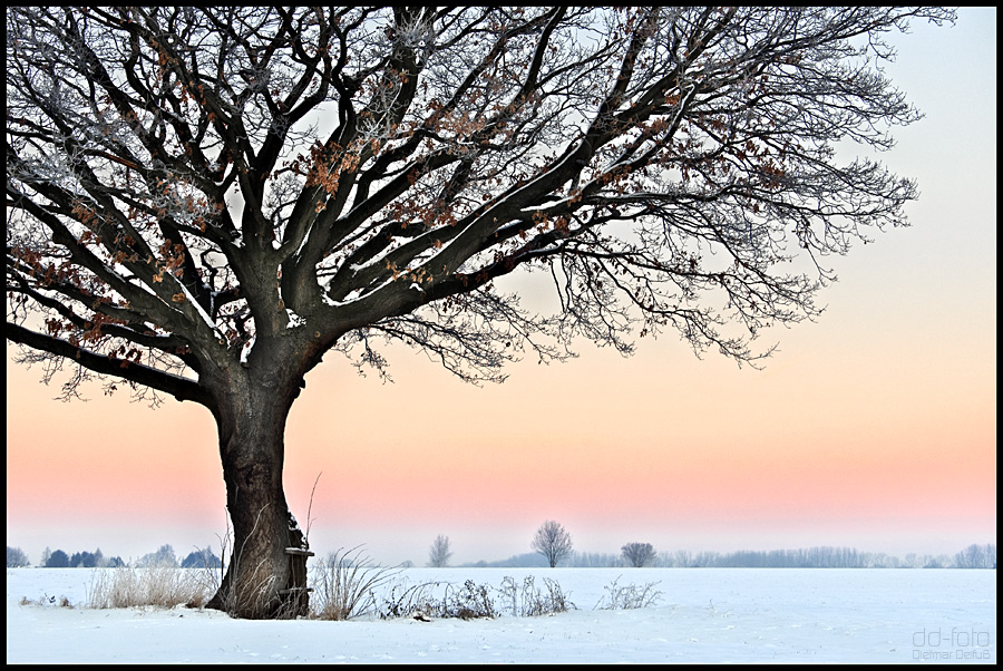 Baum im Westicker-Feld C