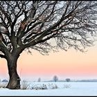 Baum im Westicker-Feld C