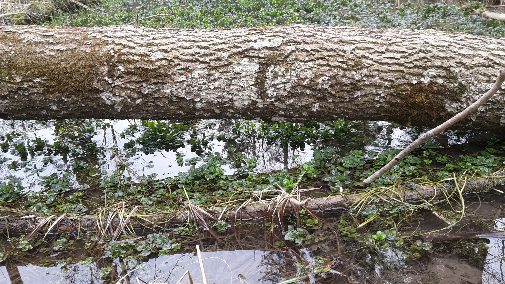 Baum im Wildpark Landsberg