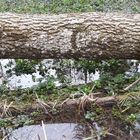 Baum im Wildpark Landsberg