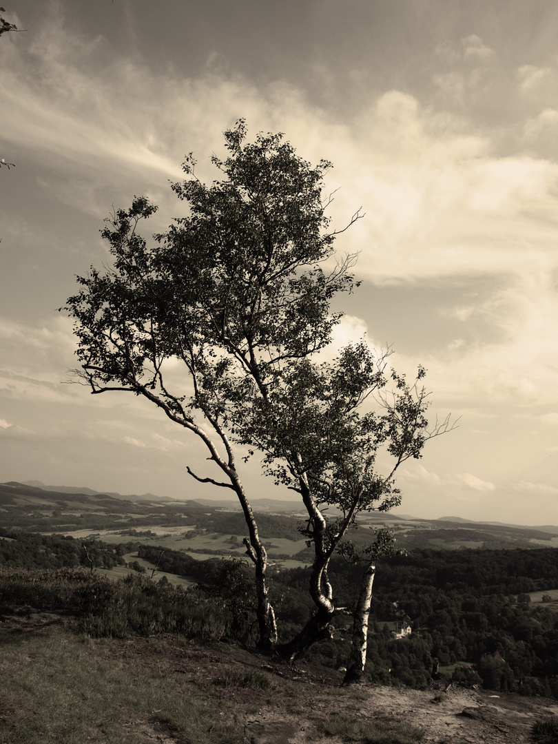 Baum im Wind