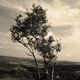 Baum im Wind