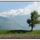 Baum im Wind