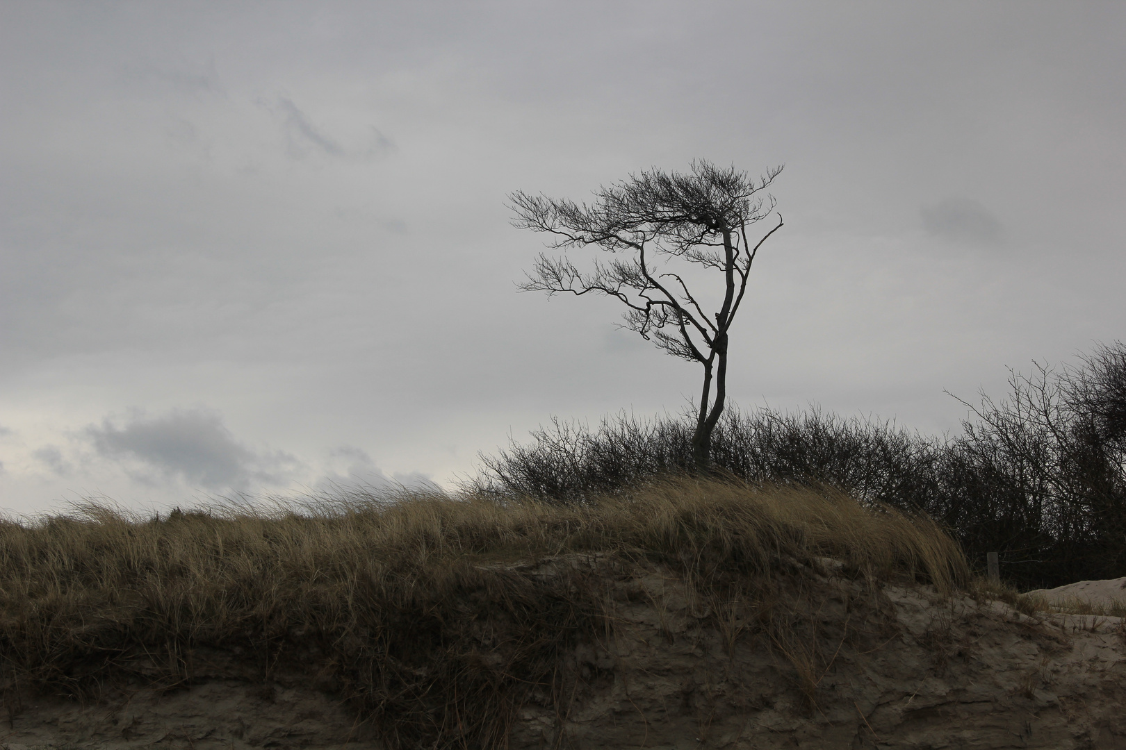 Baum im Wind