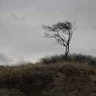 Baum im Wind