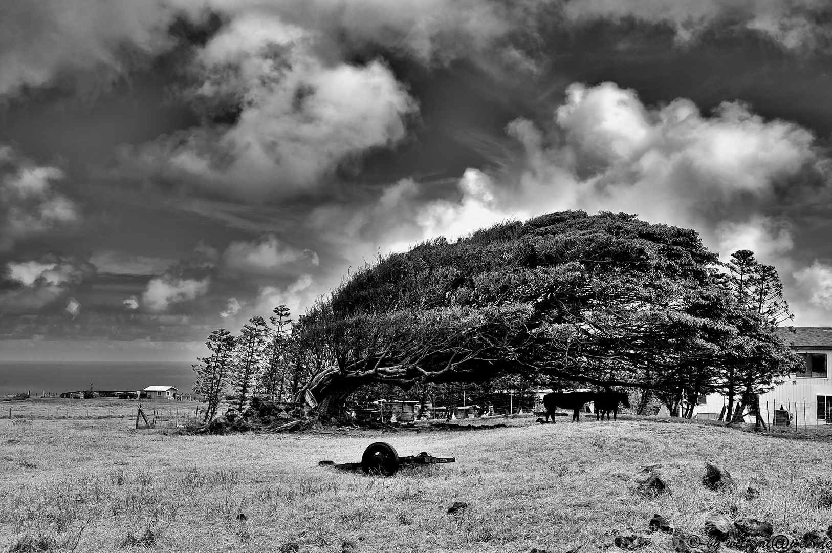 Baum im Wind...