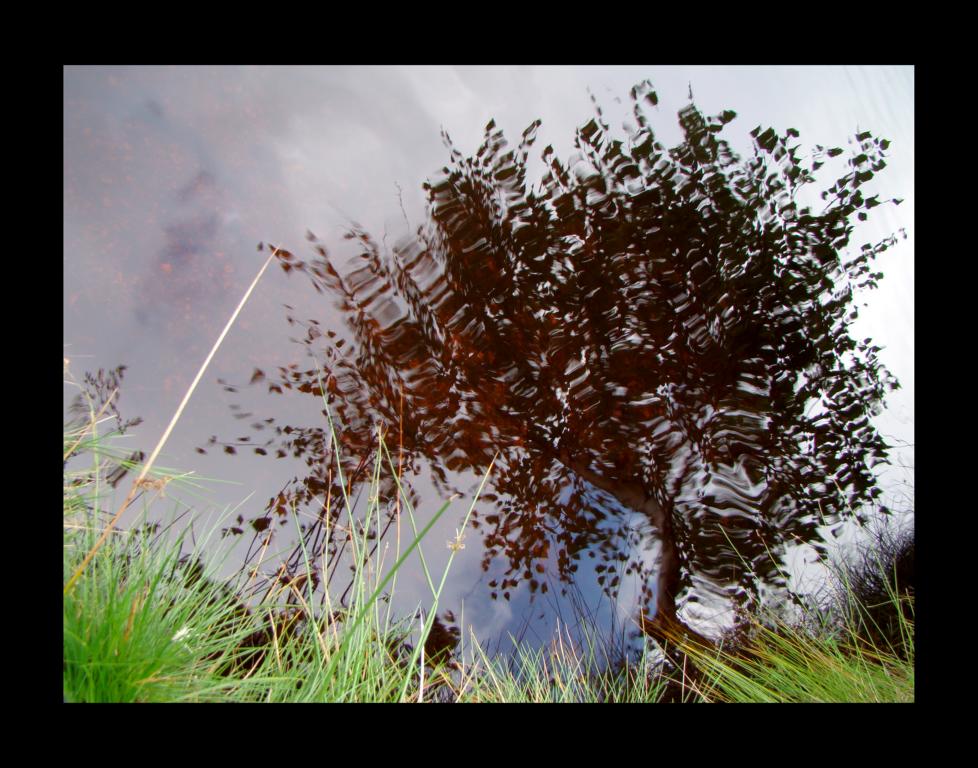 Baum im Wind...