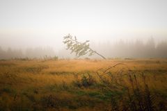 Baum im Wind