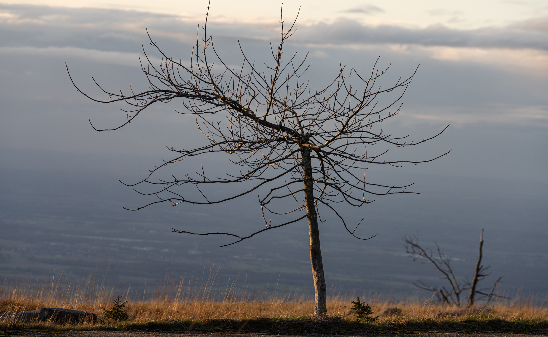 Baum im Wind