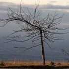 Baum im Wind