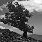 Baum im Wind