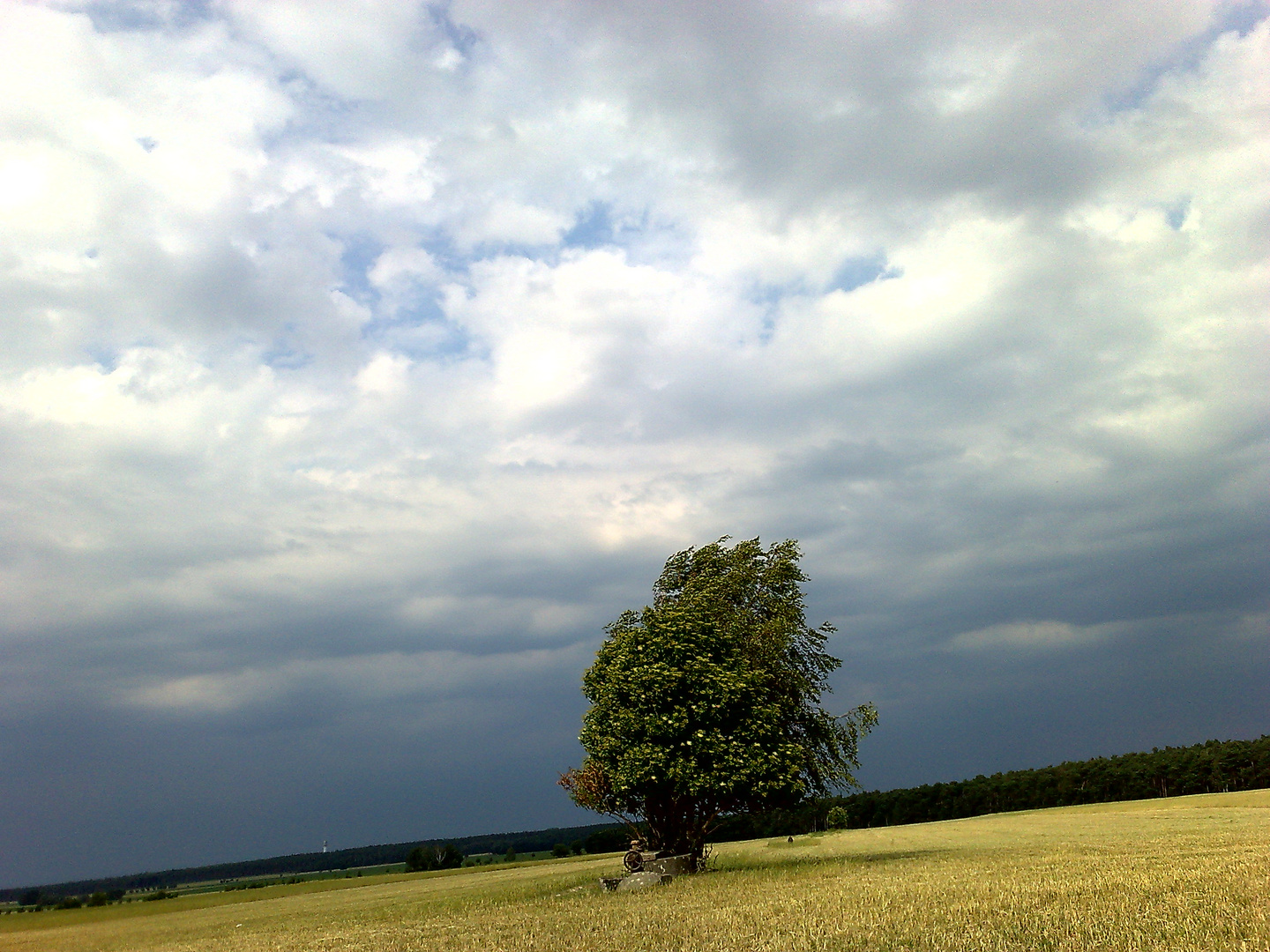 Baum im Wind