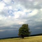 Baum im Wind