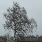 Baum im Wind