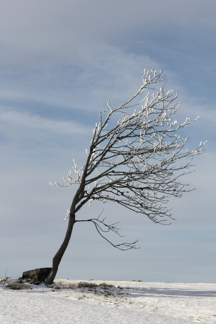 Baum im Winde