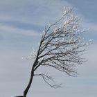 Baum im Winde