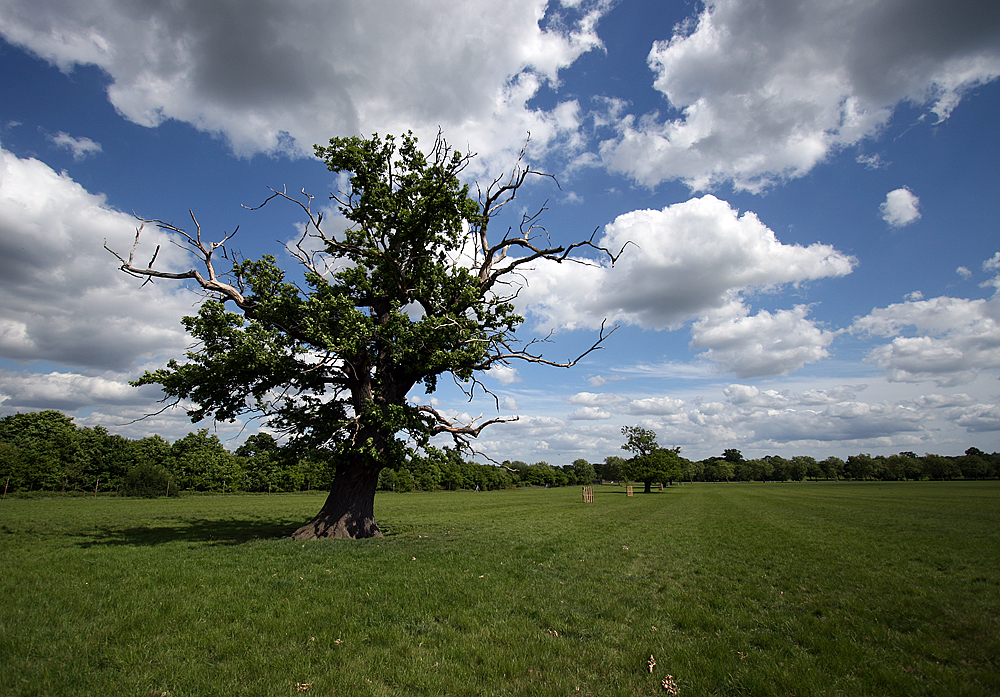 Baum im Windsor Park