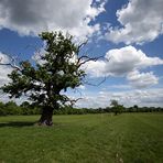 Baum im Windsor Park