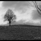 Baum im Winter