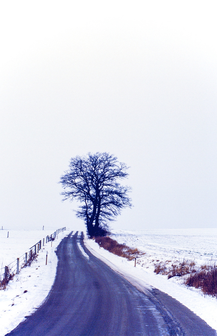 Baum im Winter