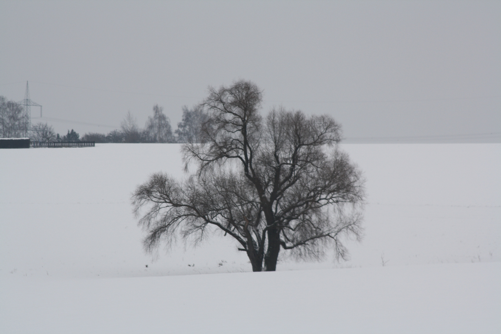 Baum im Winter