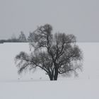 Baum im Winter