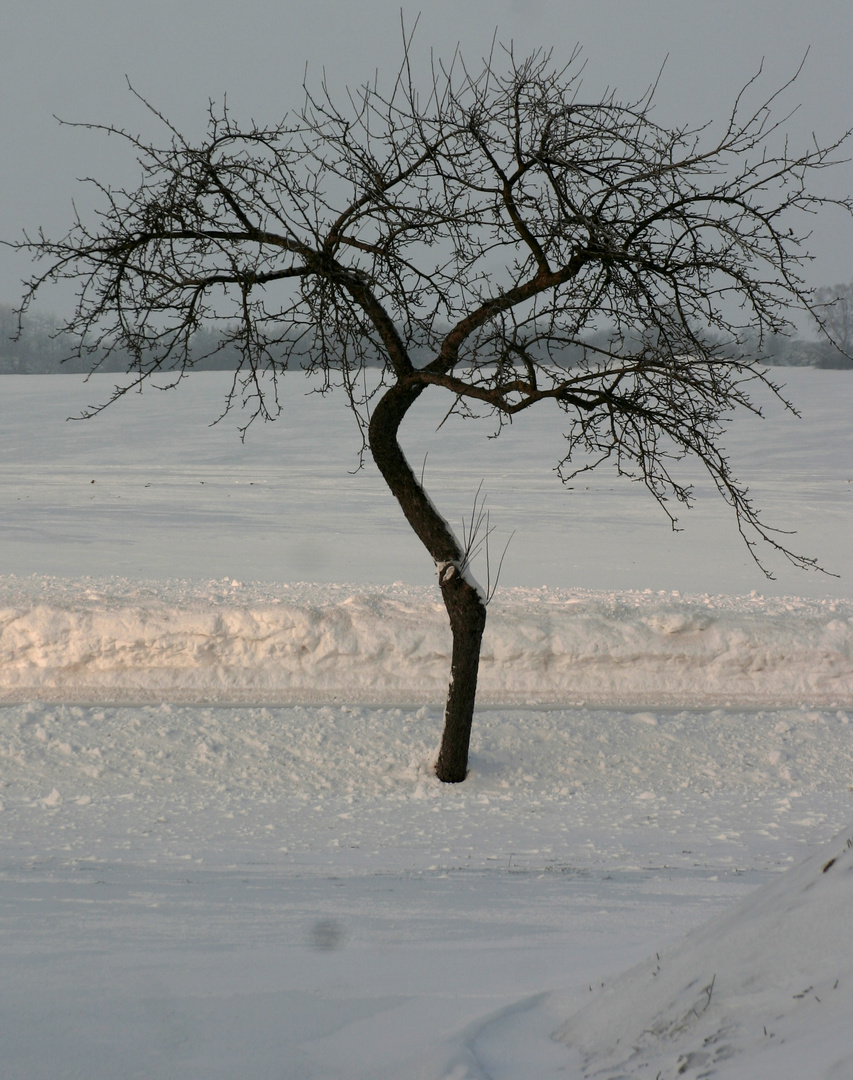 Baum im Winter