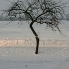 Baum im Winter