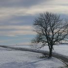 Baum im Winter