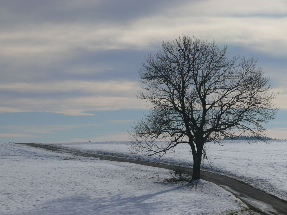 Baum im Winter