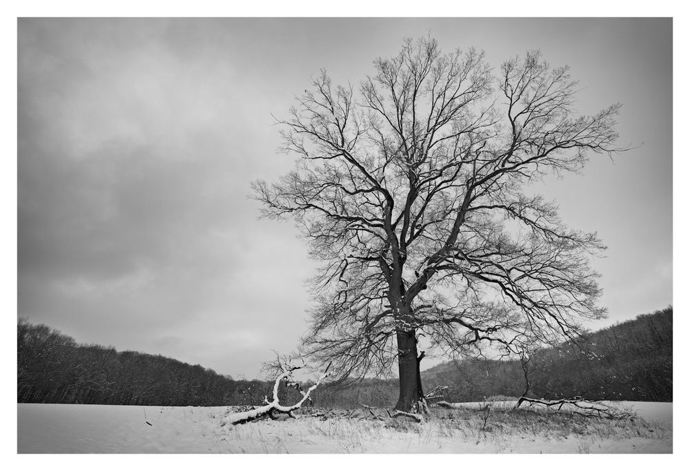 - Baum im Winter -