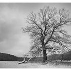 - Baum im Winter -