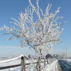 Baum im Winter 2