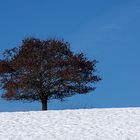 Baum im Winter 2