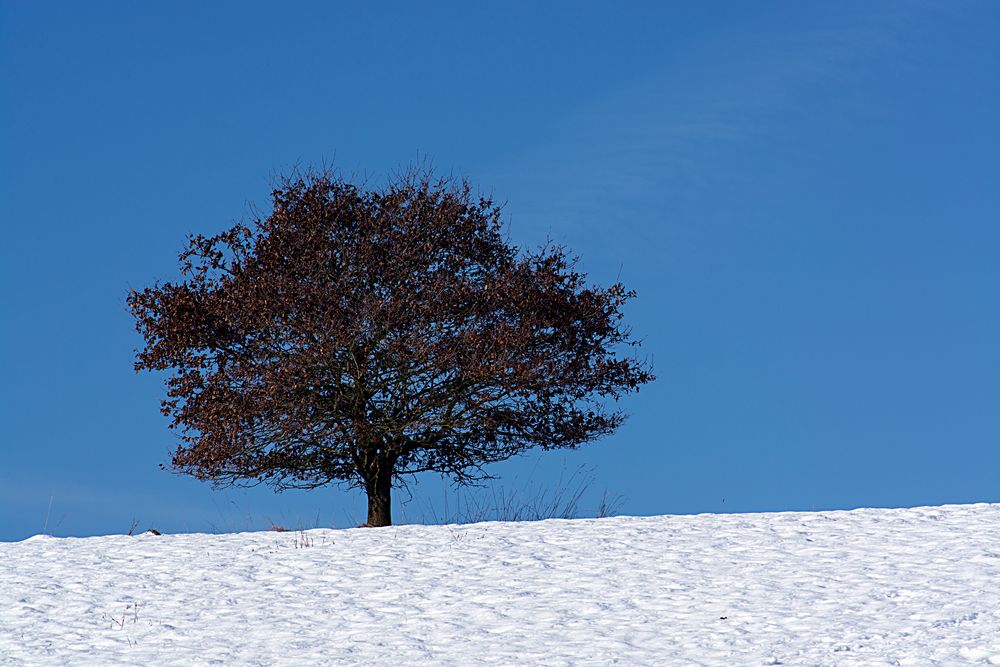 Baum im Winter 2