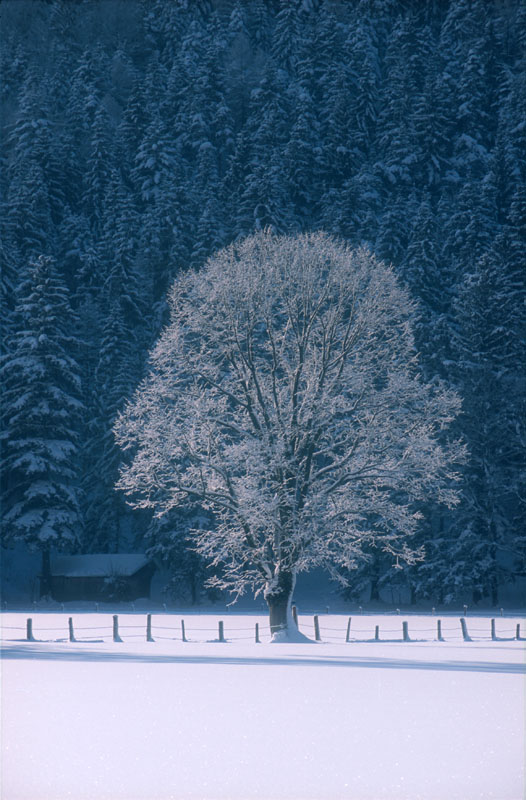 Baum im Winter