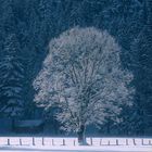 Baum im Winter