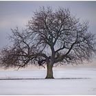 Baum im Winter