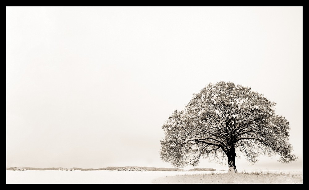 Baum im Winter