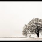 Baum im Winter