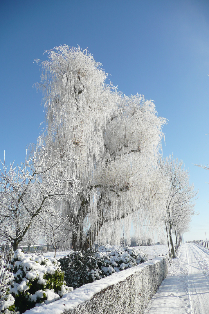 Baum im Winter 3