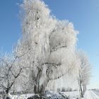 Baum im Winter 3