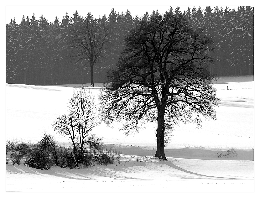 Baum im Winter