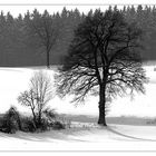 Baum im Winter