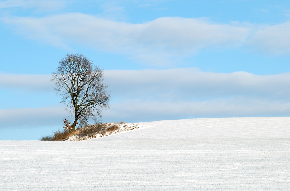 Baum im Winter