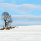 Baum im Winter