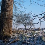 Baum im Winter