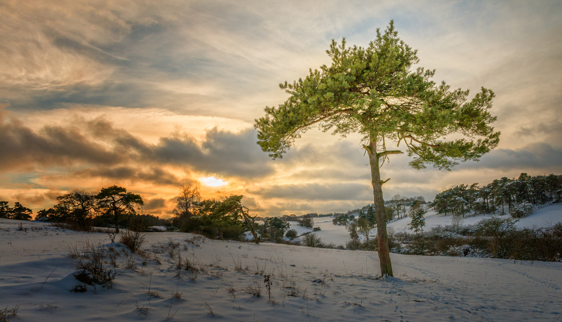 Baum im Winter