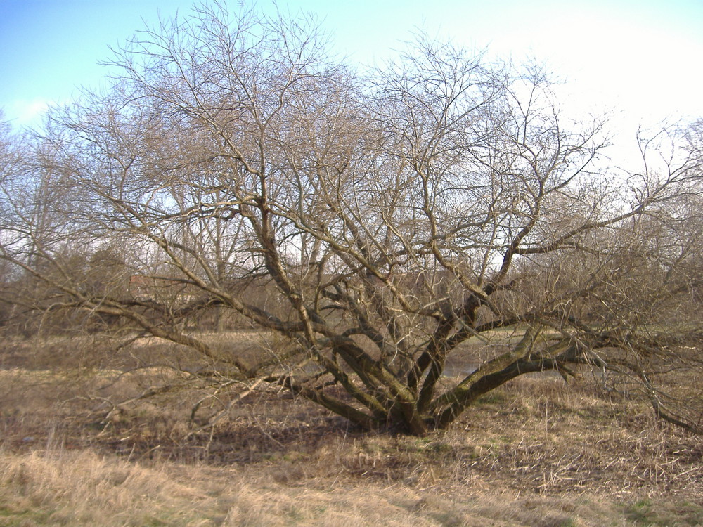 Baum im Winter