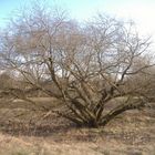 Baum im Winter